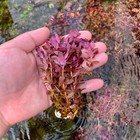 Rotala Mini Butterfly   Aquarium Plants Factory  