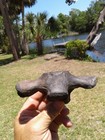 Beautiful Brackish Water Jumbo Alligator Vertebrae Florida Ice Age Fossil 