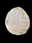 Fine Early Aboriginal Pearl Shell Pendant - Riji Western Australia Pre 1970 s