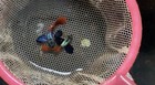 10  Metal Dumbo Red Rose Tail Big Ear-live Aquarium Guppy Fish High Quality