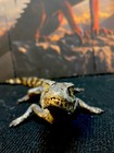 Taxidermy Mount Caiman Relative Alligator Crocodile Reptile Snake Lizard Turtle 