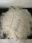 39 Pcs  Gorgeous Fluffy White Ostrich Feathers  17-18     Clean 