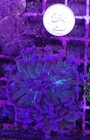 Wysiwyg Purple 2 Head Branching Hammer Coral Frag Nice Size Free Shipping 
