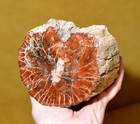 Polished Red Brown Jasperised Petrified Wood Limb Branch Old Timer Estate Find
