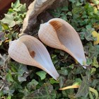 Large Natural Paper Fig Seashell Ficus Ficus Rare Real Beach Home Deco 3  Inch