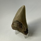 Megalodon Shark Tooth 3 37 Inch - Colorful - Authentic Fossil - Carolina 20131