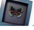 Real Framed Green Blue Butterfly Eumaeus Childrenae Female Taxidermy Moonlight