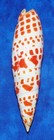 One  1  5 To 6  Mitra Mitra Sea Shell  Decor Craft Beach Tropical