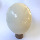 Blown Out Ostrich Egg Shell 15cm Tall Painting  Craft  Decor  Carving  Easter