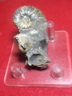 Two Fossil Scaphites Ammonite Pierre Shale  Todd Co   South Dakota