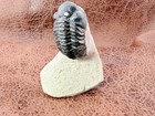 1 25  Reedops Trilobite On Limestone From Morocco  44  G 