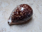 F Cypraea Pantherina Huge 98 1mm F     Glossy Red Sea Shell Nice Rare  Color