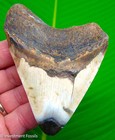 Megalodon Shark Tooth Real Fossil 4     Big Super Colorful - No Restorations