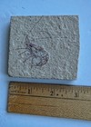Fossil Shrimp On Matrix - Bechieja Rostrata - Eocene - Green River Fm Wy   Stand