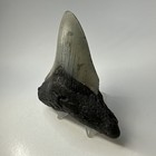 Megalodon Shark Tooth 4 06 Inch - Natural - Wide Fossil - Authentic 20133