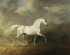 Hand Painted Old Master-art Antique Oil Painting Animal Gray Racehorse On Canvas
