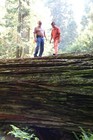 5 Coastal Redwood Tree Seedlings California Coast Redwood Starts