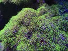 Live Neon Green Star Polyp Gsp Soft Coral Reef Aquarium Saltwater Freefloat Frag