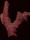 Large 7  Vintage   Antique Red Coral Branch Specimen Estate Find R2