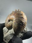 Large Iridescent Scaphites Ammonite Fossil South Dakota