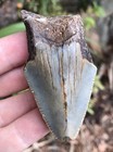 Natural Beautiful 2 57    Megalodon Tooth Fossil Shark Teeth