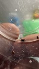Regal Jumping Spiders I3