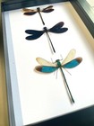 3 X Damselfly Dragonfly Display Deep Shadow Box Frame Beetle Insect Butterfly