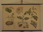 Mural Potato Cato Copenhagen 101x70   1930 Vintage Spud Potato Plants Chart