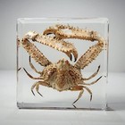 Elbow Crab In Resin  Oddities Decor  Curiosities  Parthenope Validus