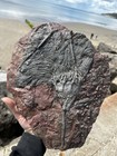 Moroccan Crinoid Scyphocrinites Elegans Fossil Morocco 