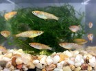 Lot Of 12 Medaka  Mix Of Orange Glitter   Orange black  Easy Aquarium pond Fish