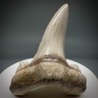 Very Cool Sharply Serrated 2 16  Auriculatus Shark Tooth - Early Eocene  Kz