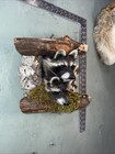 Pair Of Raccoon Taxidermy Animal Mount Raccoon Deer Mount Man Cave Small Animal