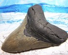 Megalodon Shark Tooth 5 1 4  Sharks Teeth Big Jaw Fossil  Megladon Serrated