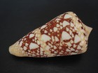 Collector Favorite   conus Ammiralis 75 5mm   philippines Seashell