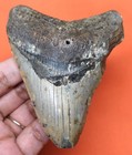 Megalodon Shark Tooth - Real Fossil - 3 72 - Shark Teeth - No Restorations