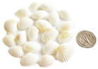100 Tiny White Ark Shells Seashells  1 2 -3 4   Beach Wedding Hobby Crafts