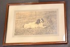 Vtg Or Antique   English Springer Spaniel Or Setter Framed  print Or Photograph