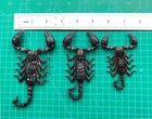 6 Real Giant Scorpion Mounted Dried Insect Bug Taxidermy Oddity Entomology Lover
