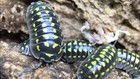 25  Armadillidium Gestroi Isopods Bioactive Vivarium Clean Up Crew Yellow