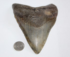 Megalodon Shark Tooth Fossil No Repair Natural 5 25  Huge Beautiful Tooth