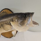 Vintage Largemouth Bass Fish Taxidermy Wall Mount Wood Plaque Decor