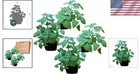 Nepeta Catnip Plants - 4 Pack - Stress Relief For Cats