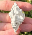 Florida Fossil Gastropod Phyllonotus Martinshugari Pleistocene Age Murex Shell