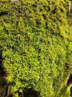 Live Star Moss Plants Healthy Naturally Grown Reptiles Fish Vivarium 3 x3  