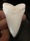 Huge  Great White Shark Tooth  Replica 3 1 4  Great Serrations Upper Principal