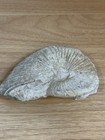 Texas Ammonite Fossil 4 5  Oxytropidoceras Cretaceous Period 1lb 2oz  Unprepped