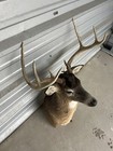 Nice 8 Point Whitetail Buck Shoulder Mount Antler Deer Taxidermy