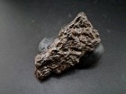 Fossil Dinosaur Permineralized Tooth T-rex      Cast