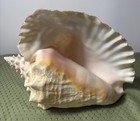 Large Queen Pink Conch - Natural Sea Shell  Flared Pink   White  Aperture   10   